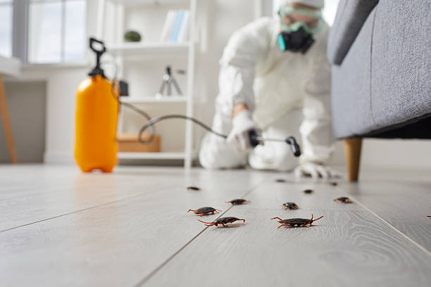 Post-Treatment Bed Bug Interceptor Monitoring in Deer Lodge